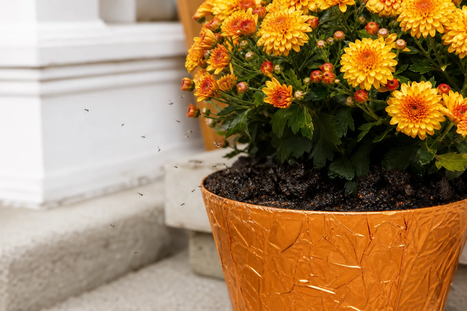 Fungus gnats on chrysanthemum - tiny dark flies hovering over damp soil in a foil-wrapped autumn mum pot