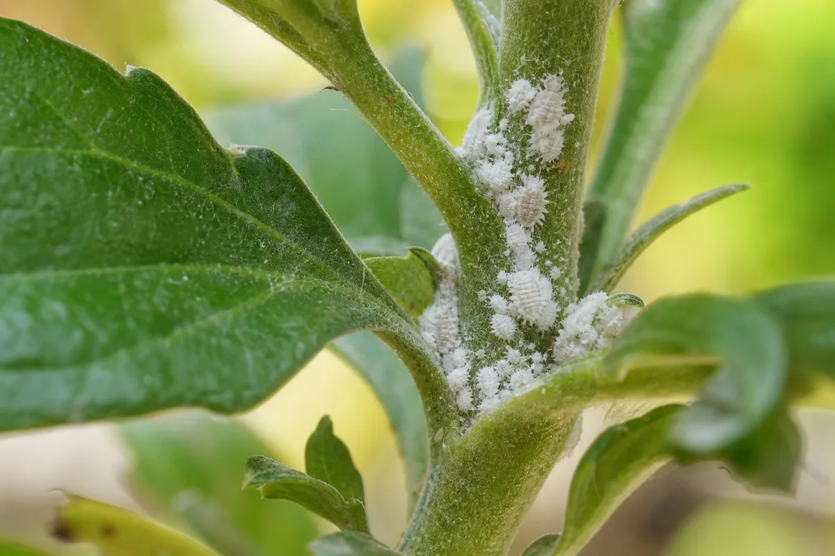 Close-up of mealybugs on chrysanthemum - white waxy cottony clusters in a leaf axil
