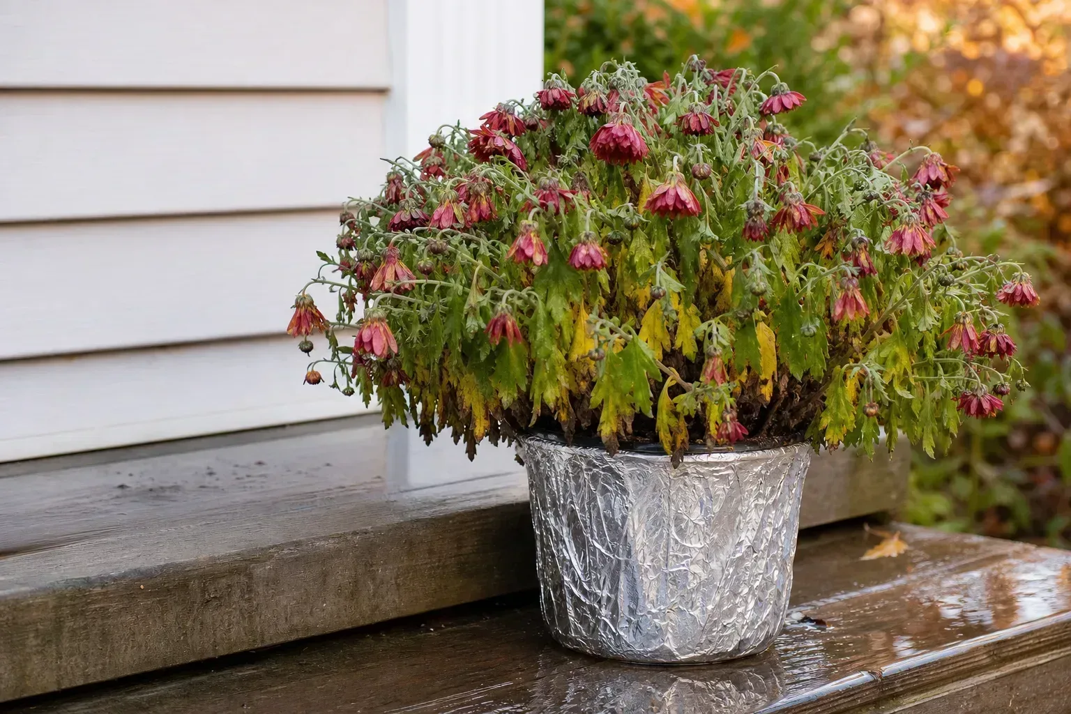 Overwatering on chrysanthemum - wilting blooms and yellow lower leaves on damp soil in a foil-wrapped autumn pot