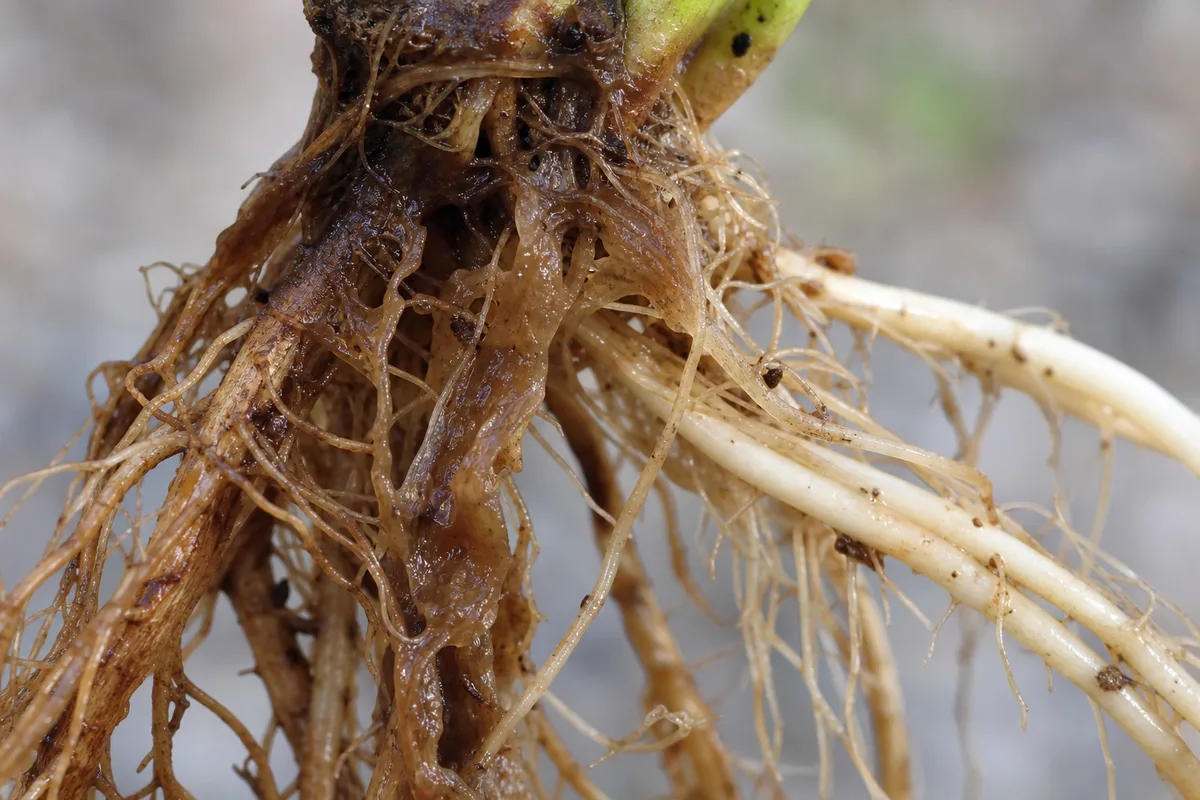 Close-up of root rot on chrysanthemum - brown translucent mushy root tissue peeling from central strands beside pale firm roots