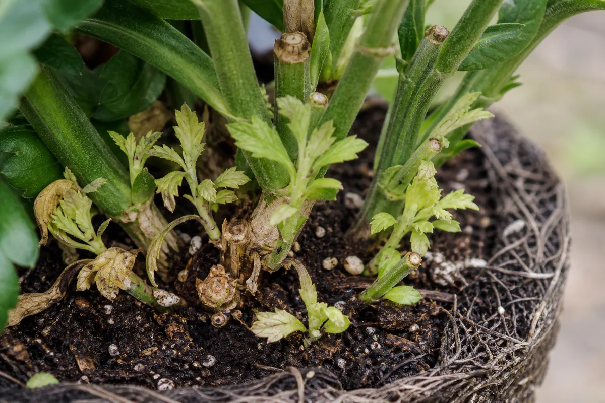 Close-up of slow growth on chrysanthemum - sparse small pale basal shoots emerging from the crown of a rootbound garden mum