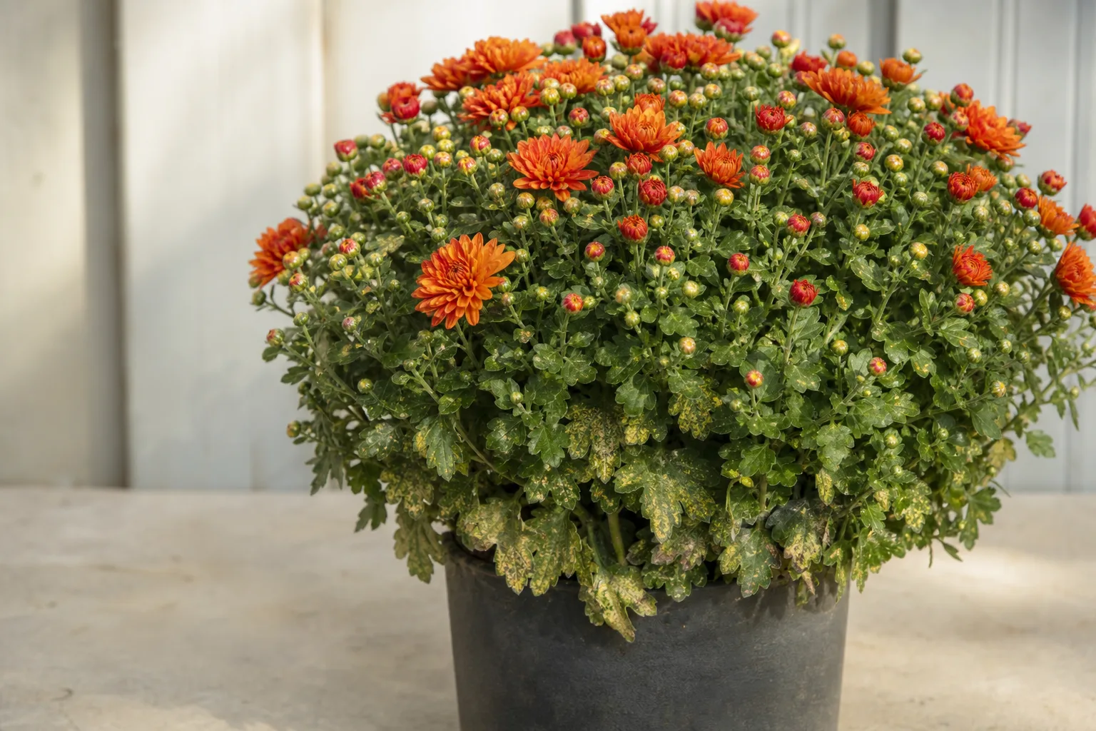 Spider mites on chrysanthemum - stippled bronzing lower leaves with fine webbing