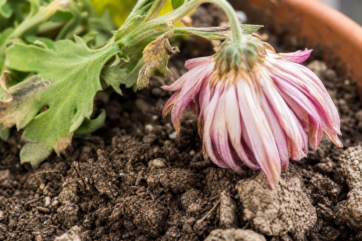 Close-up of underwatering on chrysanthemum - limp wilted flower above dry crumbly potting mix
