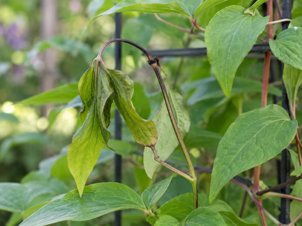 A clematis stem with localized darkening and a drooping leaf beside healthy foliage.
