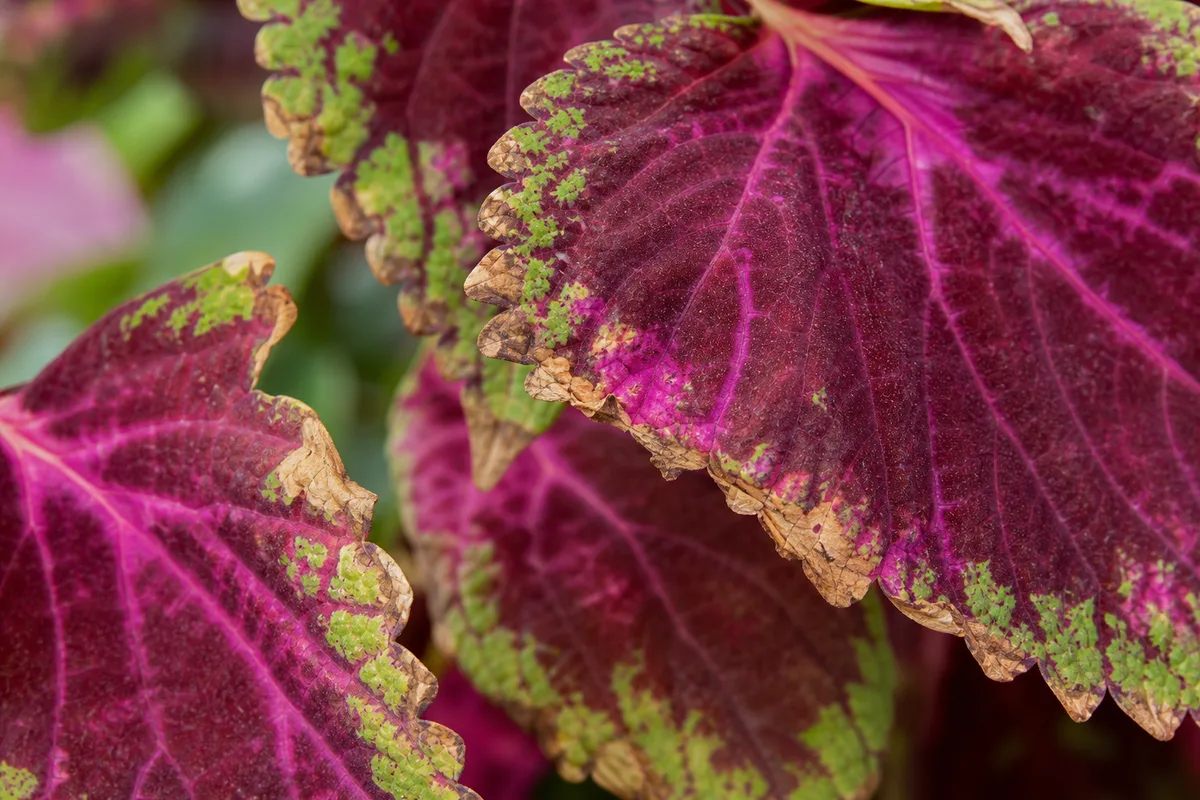 Close-up of brown tips on coleus - crisp papery brown margins on colorful variegated foliage