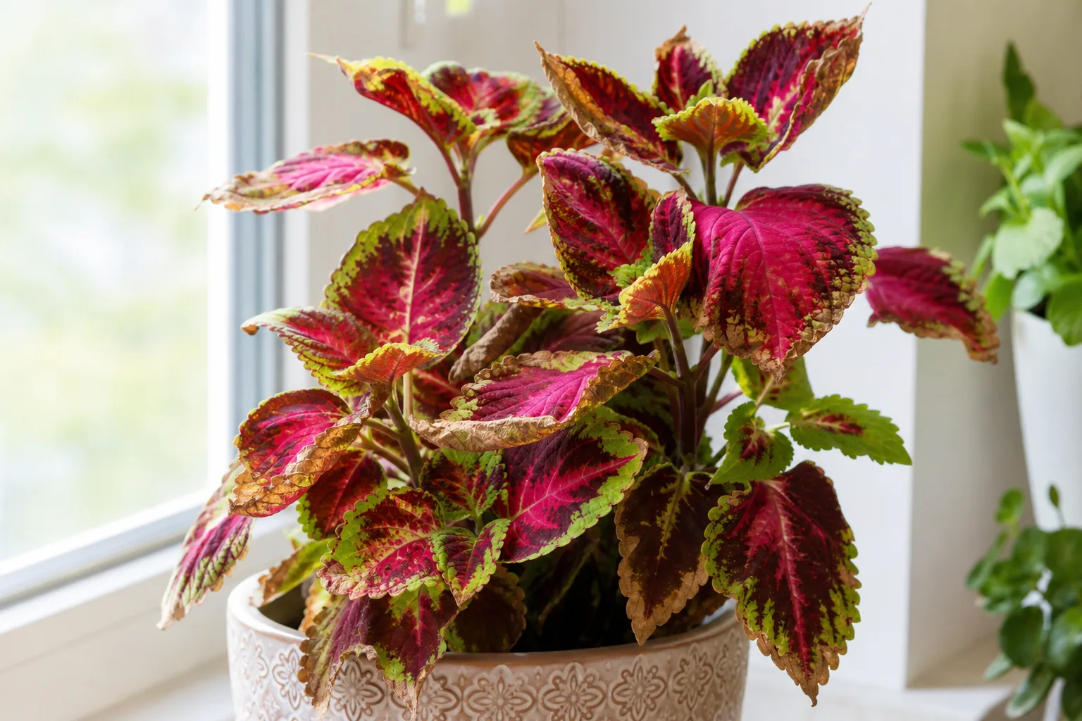 Brown tips on coleus - crispy papery brown margins and tips on colorful variegated leaves indoors