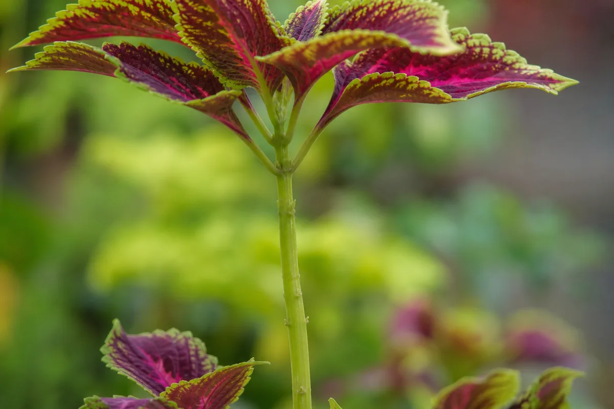 Close-up of leggy Coleus stem - long bare internode with colorful leaves clustered at the tip