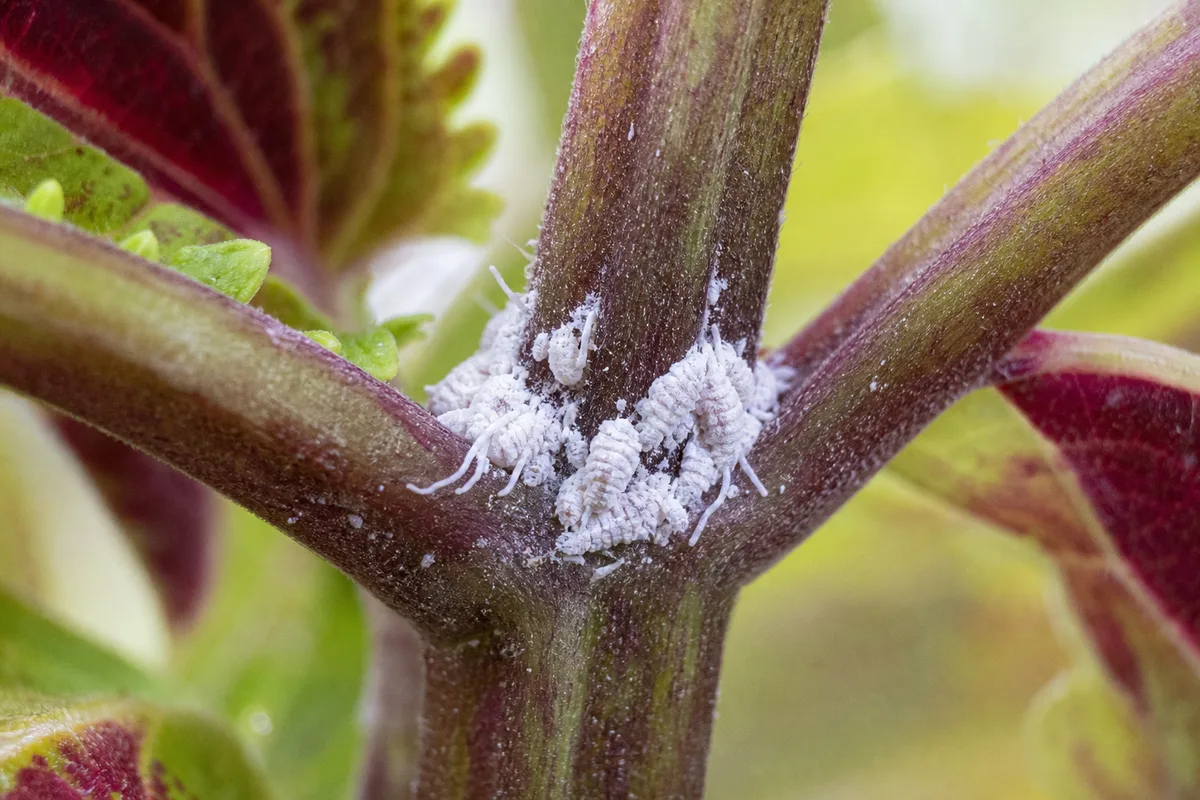 Close-up of mealybugs on Coleus - white cottony mass in a leaf axil along a soft stem