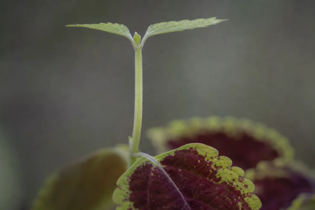 Close-up of low-light Coleus stem - elongated internodes with dull washed-out leaves
