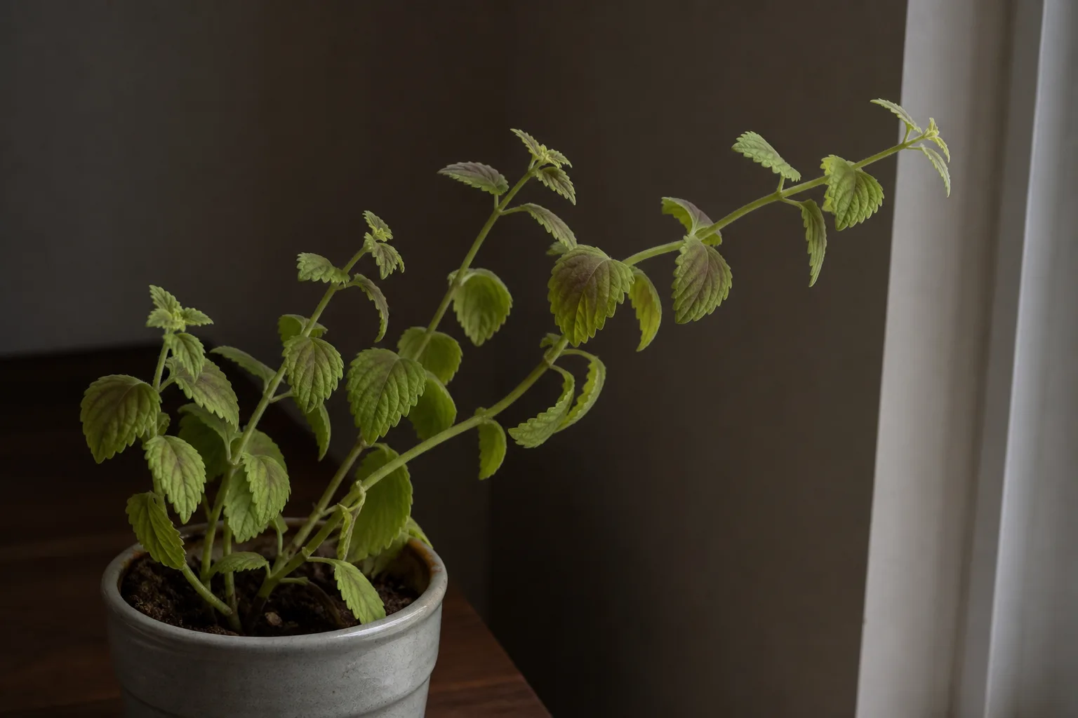 Not enough light on Coleus - stretched pale stems leaning toward a dim window with washed-out leaf color