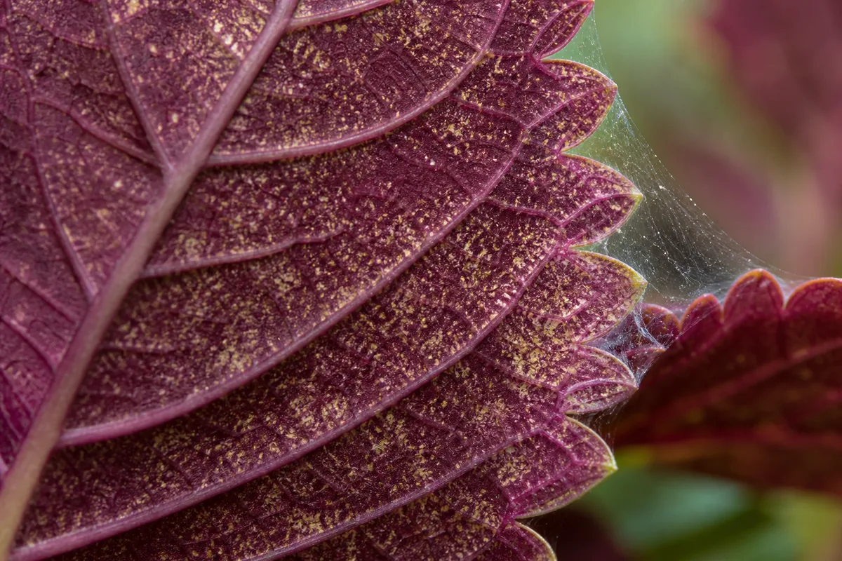 Close-up of spider mite damage on Coleus - yellow-white stippling and webbing along a serrated leaf margin