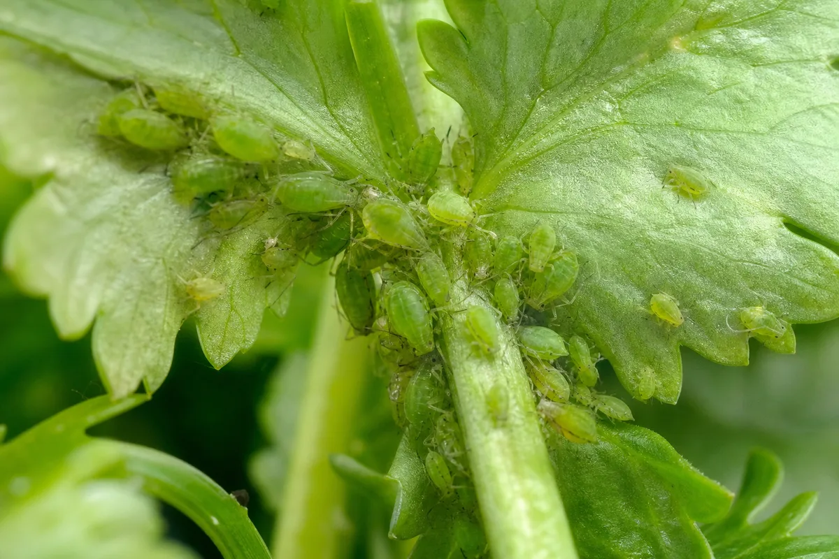Close-up of Aphids on Coriander - diagnostic detail