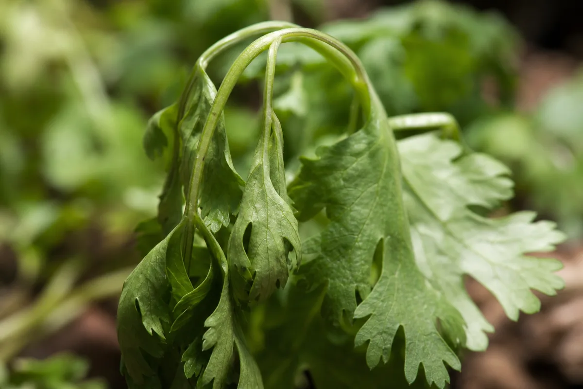 Close-up of Drooping Leaves on Coriander - diagnostic detail