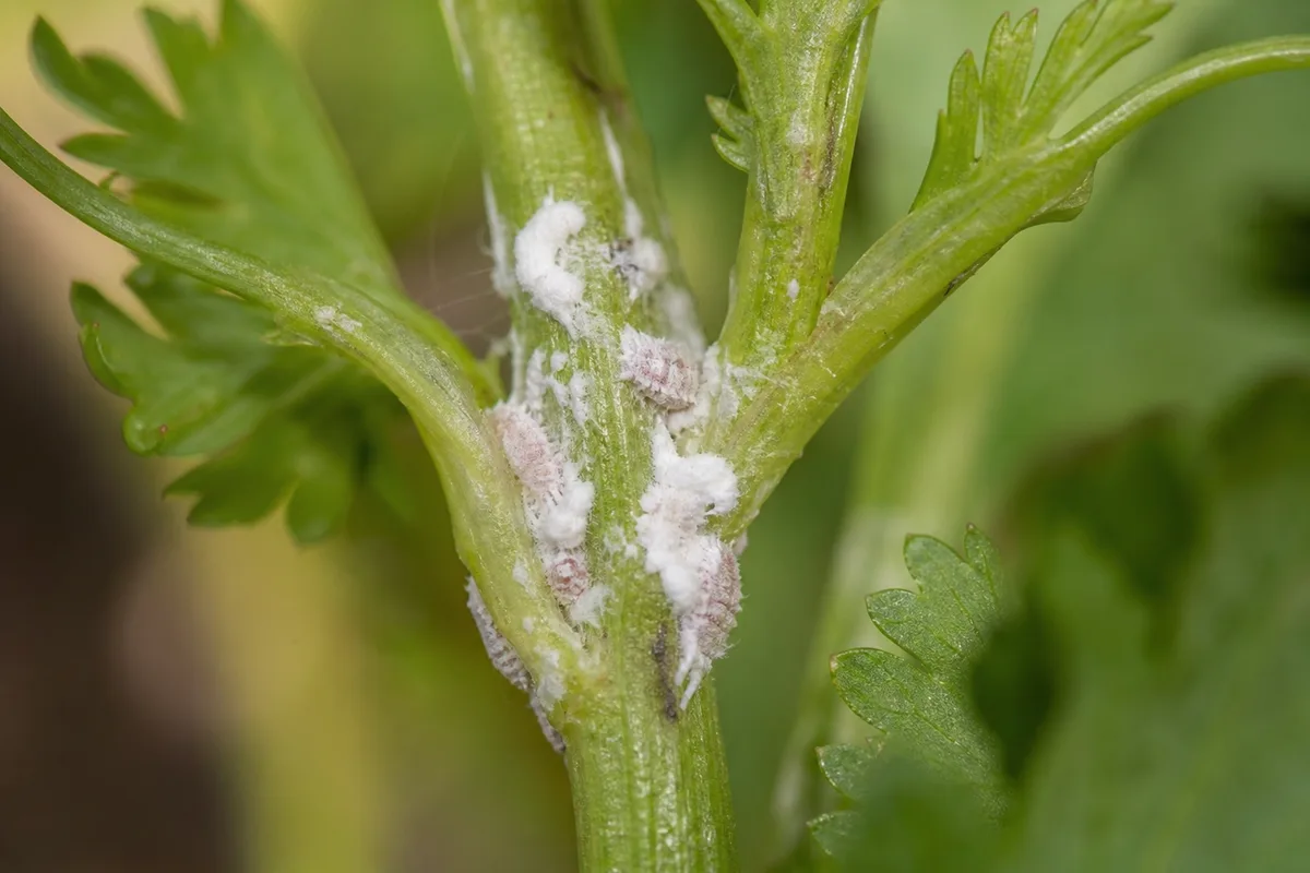 Close-up of mealybugs on coriander - white woolly masses in a feathery leaf axil at the stem joint