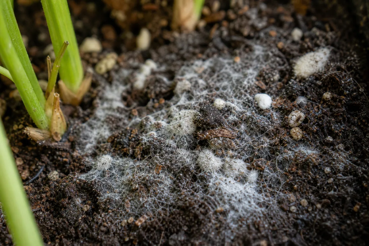 Close-up of mold on coriander soil - white and gray fuzzy fungal patches on damp potting mix