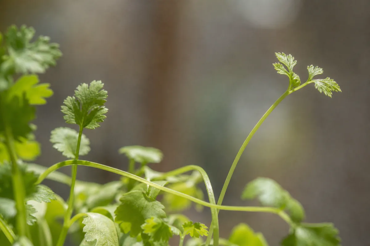 Close-up of low light on coriander - elongated thin stem internodes and small pale fernlike leaflets