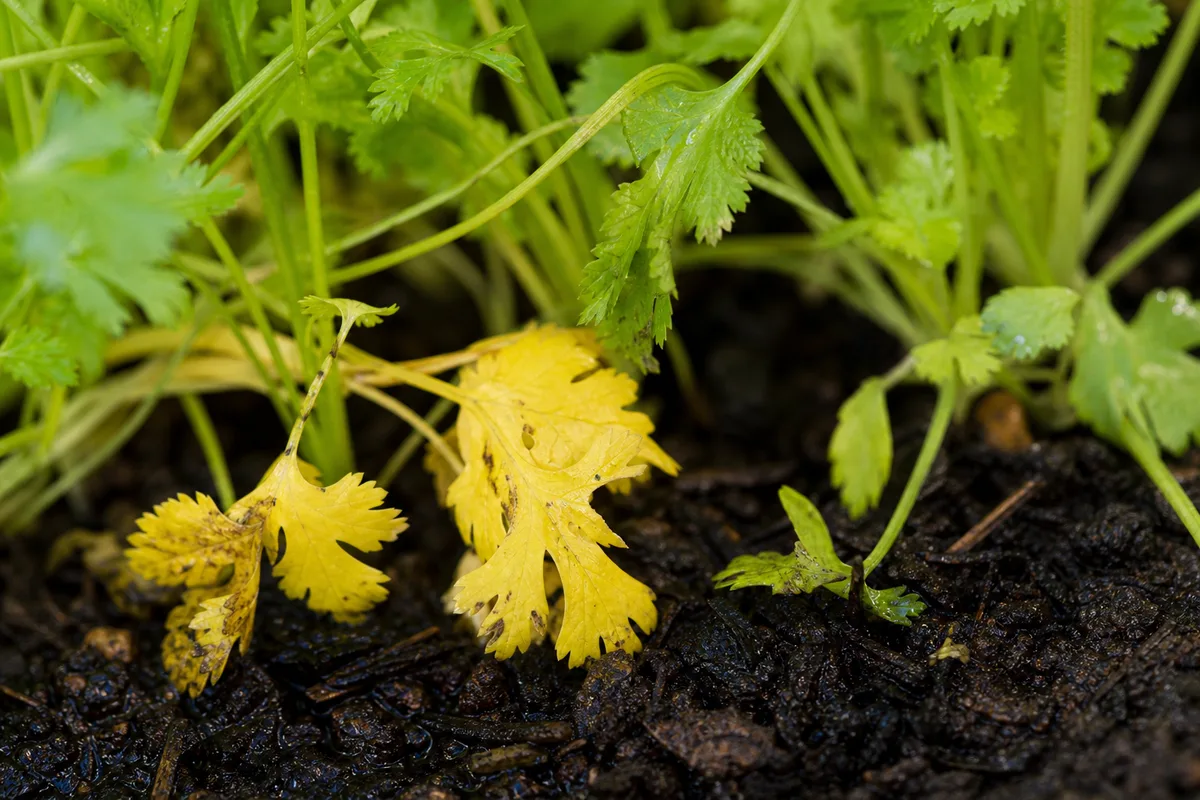 Close-up of Overwatering on Coriander - diagnostic detail