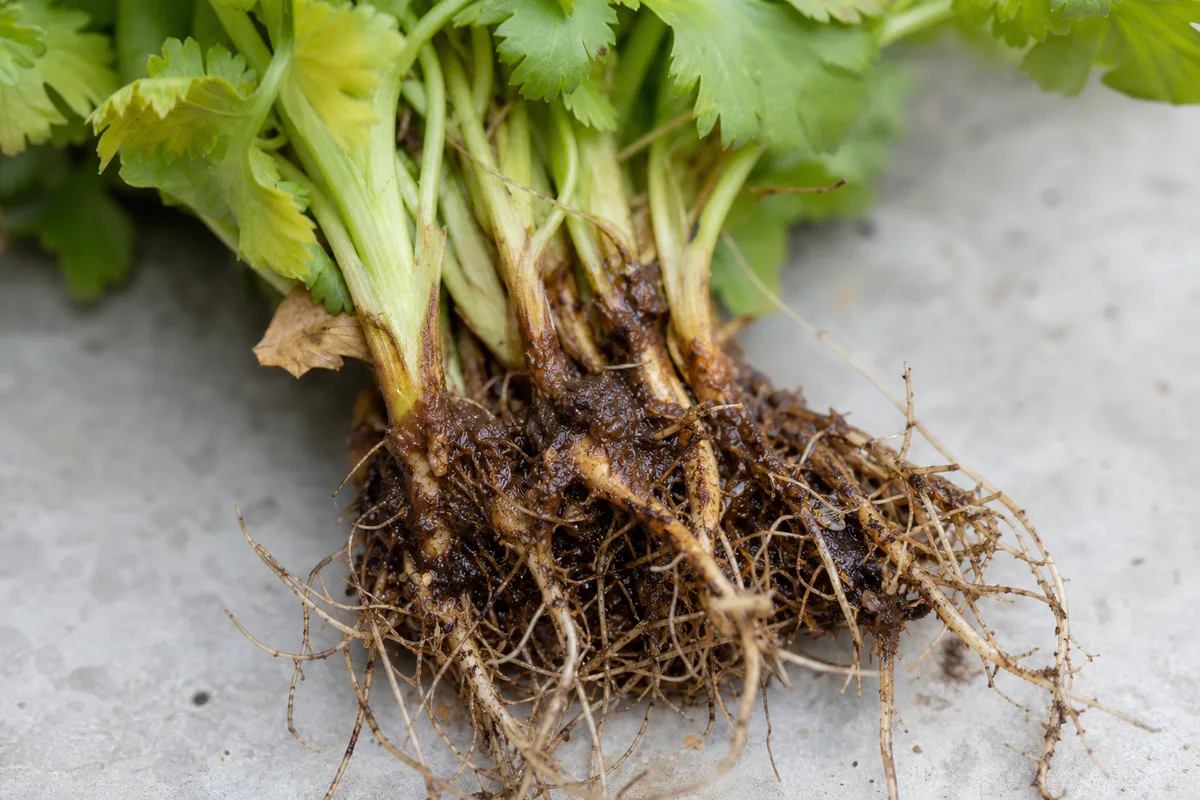 Close-up of Root Rot on Coriander - diagnostic detail