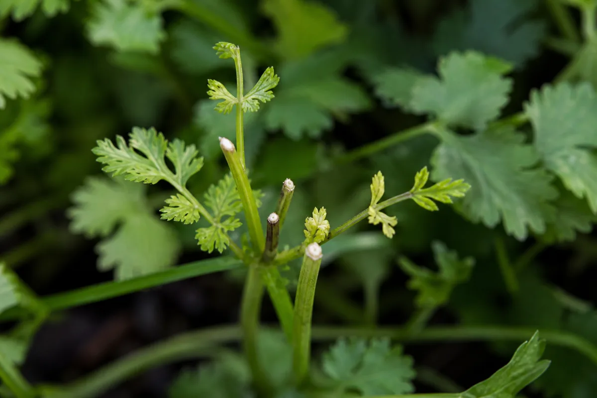 Close-up of Slow Growth on Coriander - diagnostic detail