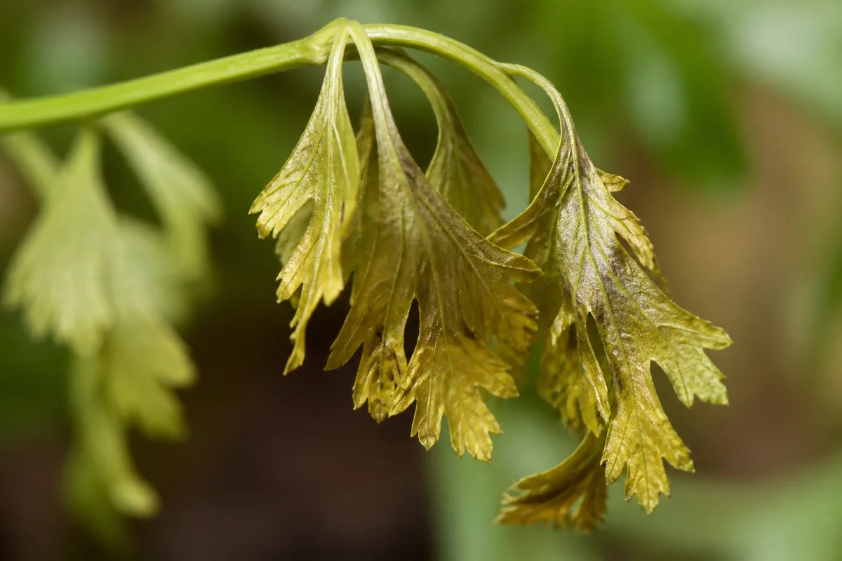 Close-up of Wilting on Coriander - diagnostic detail