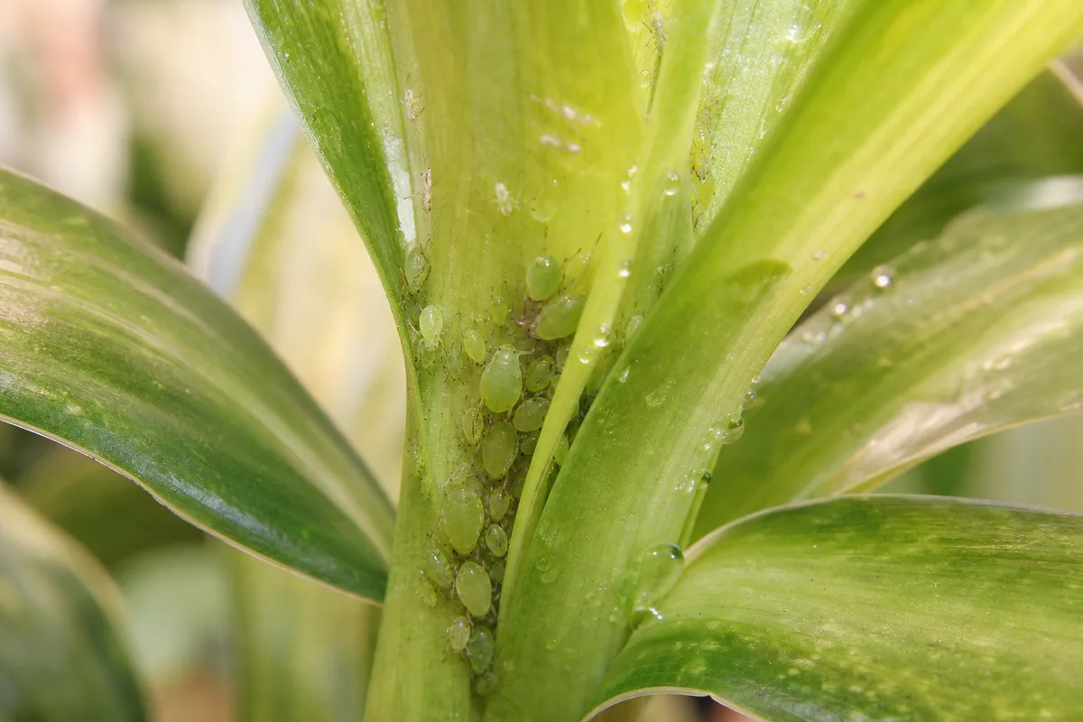 Close-up of aphids on corn plant - pear-shaped insects and sticky honeydew at the crown whorl