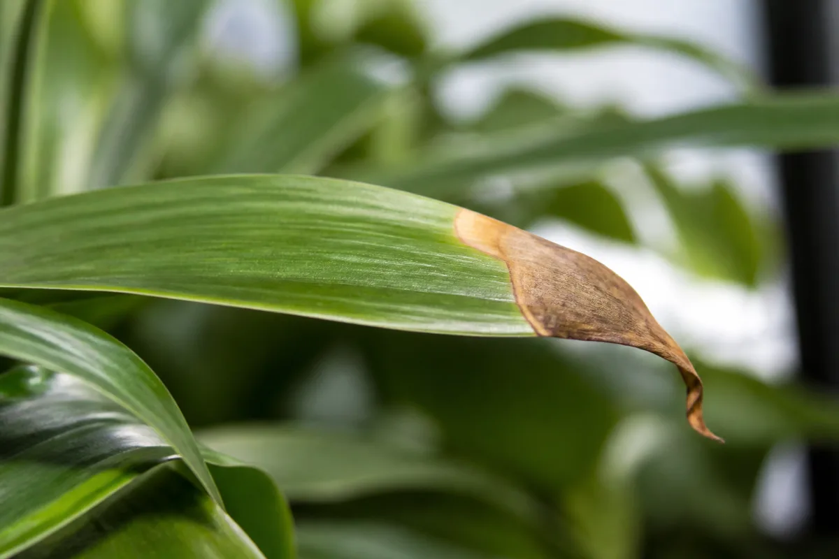 Close-up of Brown Tips on Corn Plant - diagnostic detail
