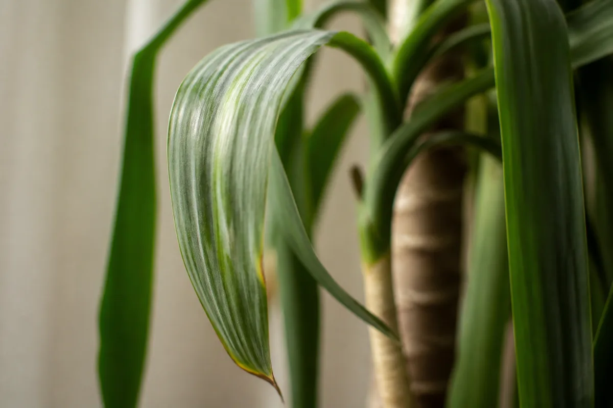 Close-up of Drooping Leaves on Corn Plant - diagnostic detail