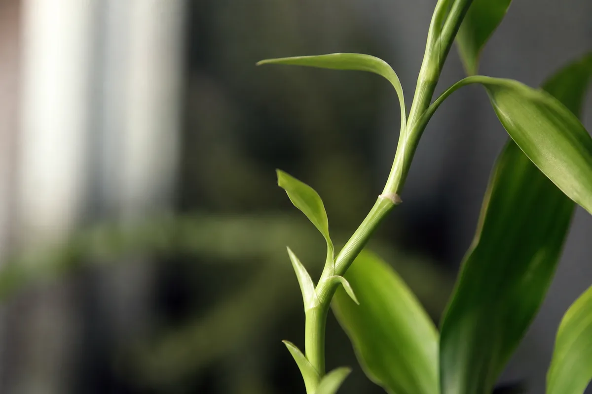 Close-up of Leggy Growth on Corn Plant - diagnostic detail