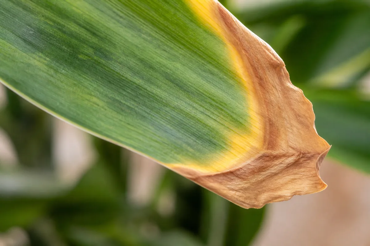 Close-up of low humidity on corn plant - dry brown papery margins along a strap leaf edge