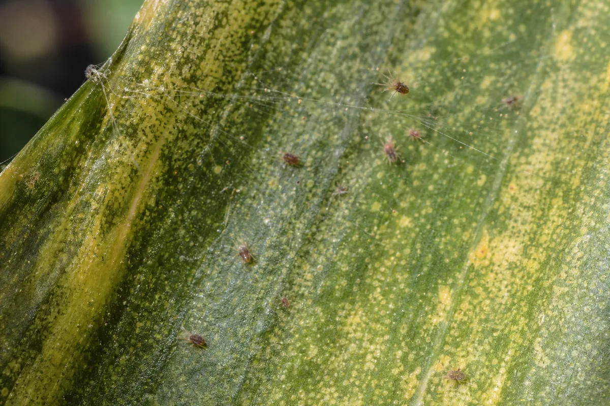 Close-up of Spider Mites on Corn Plant - diagnostic detail