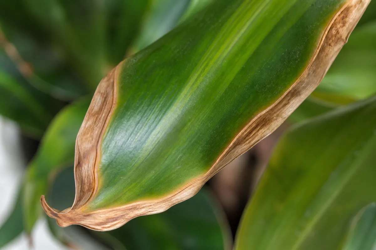 Close-up of underwatering on Corn Plant - papery limp strap leaf with crispy brown margins
