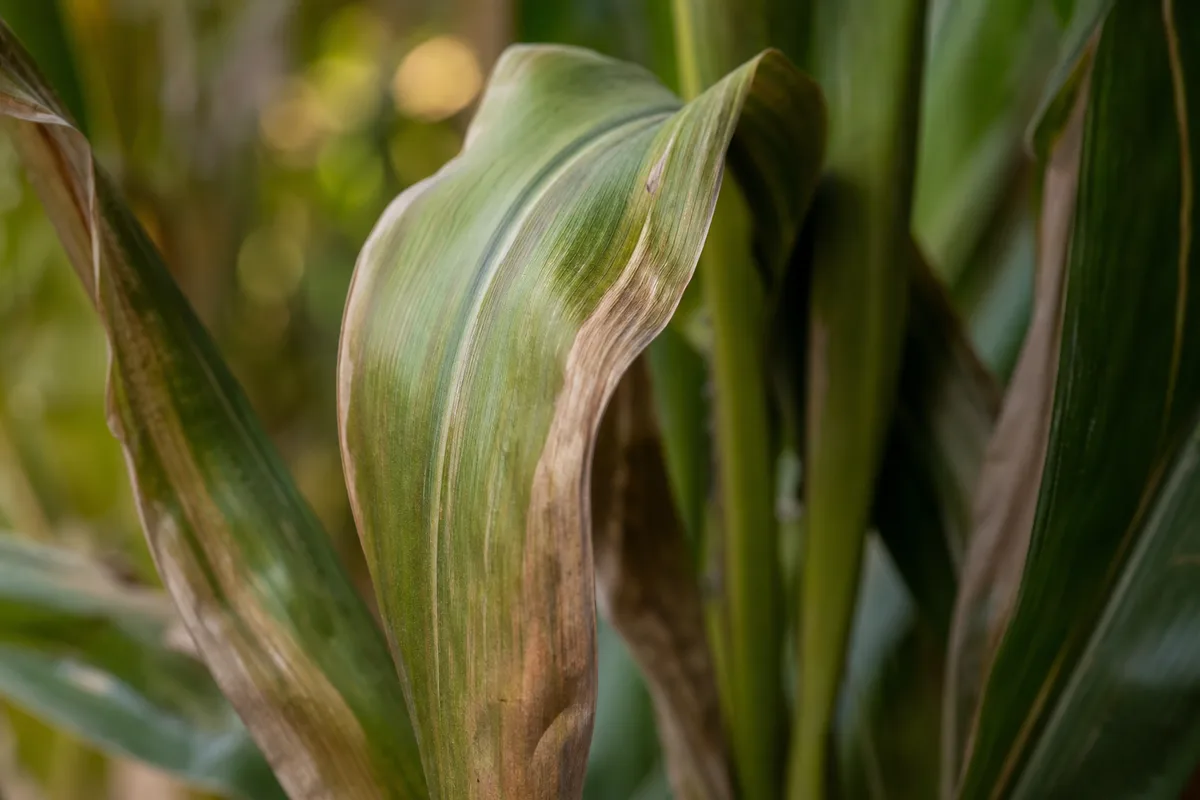 Close-up of Wilting on Corn Plant - diagnostic detail