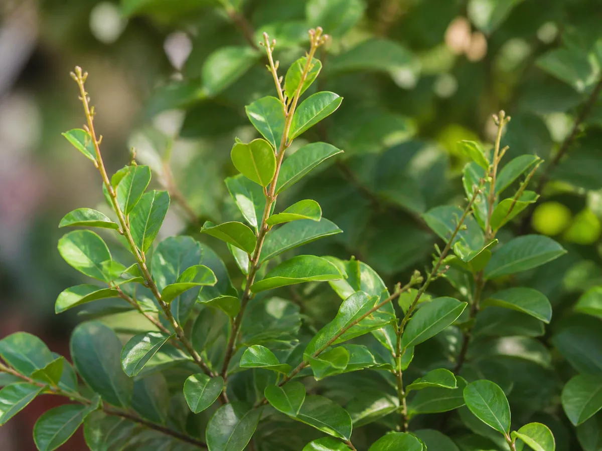 Crepe myrtle with leafy current-season shoots but sparse flower buds, showing the visual pattern behind a no-bloom diagnosis