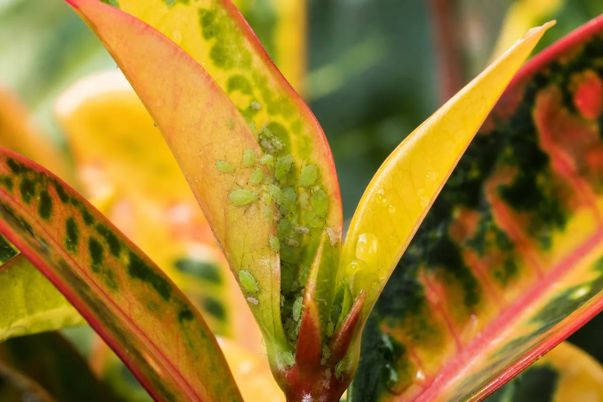 Close-up of aphids on Croton - pear-shaped green insects clustered on a colorful new leaf underside