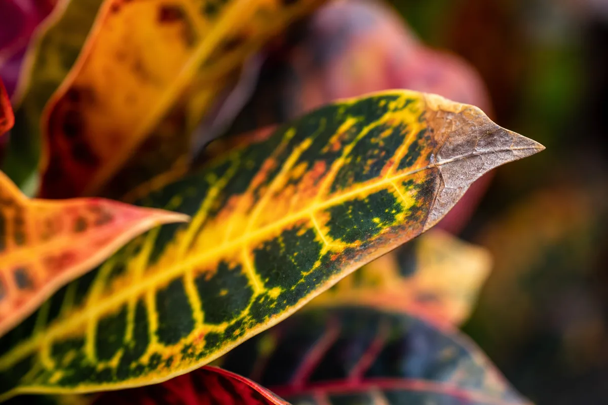 Close-up of Brown Tips on Croton - diagnostic detail