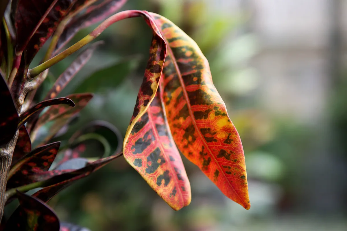 Close-up of Drooping Leaves on Croton - diagnostic detail