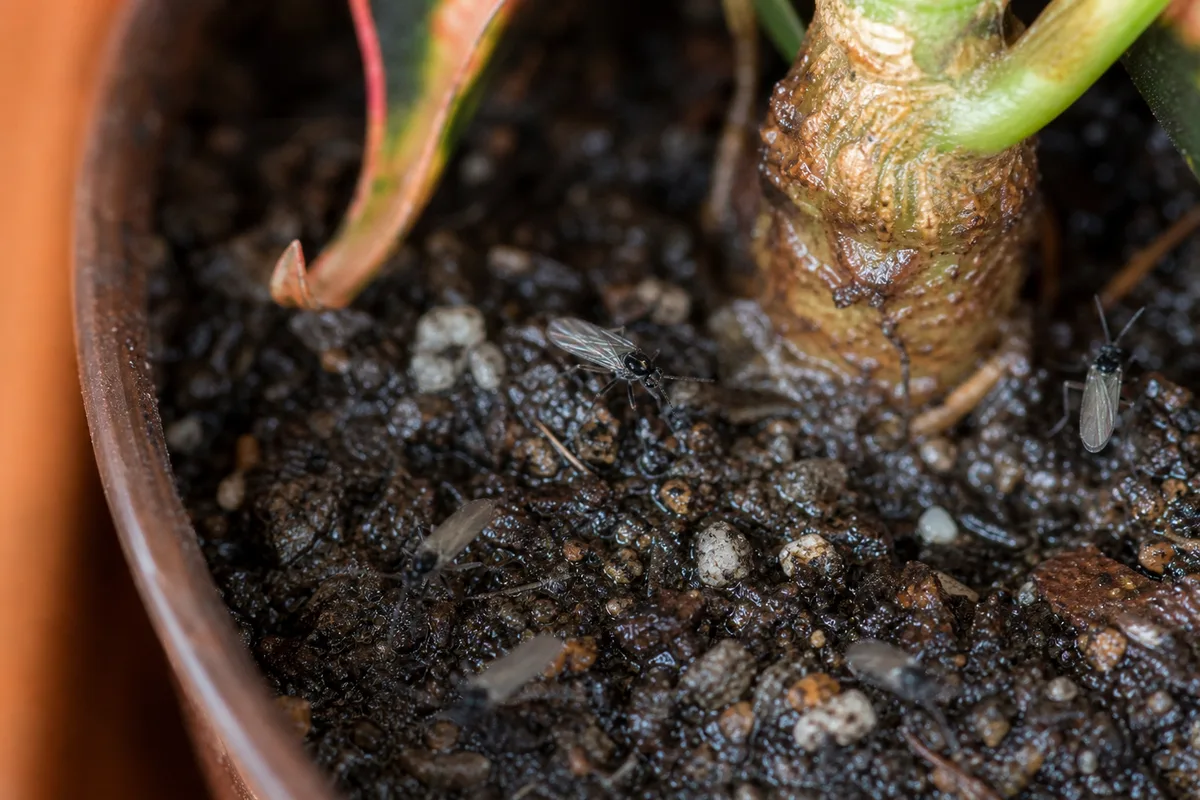 Close-up of Fungus Gnats on Croton - diagnostic detail