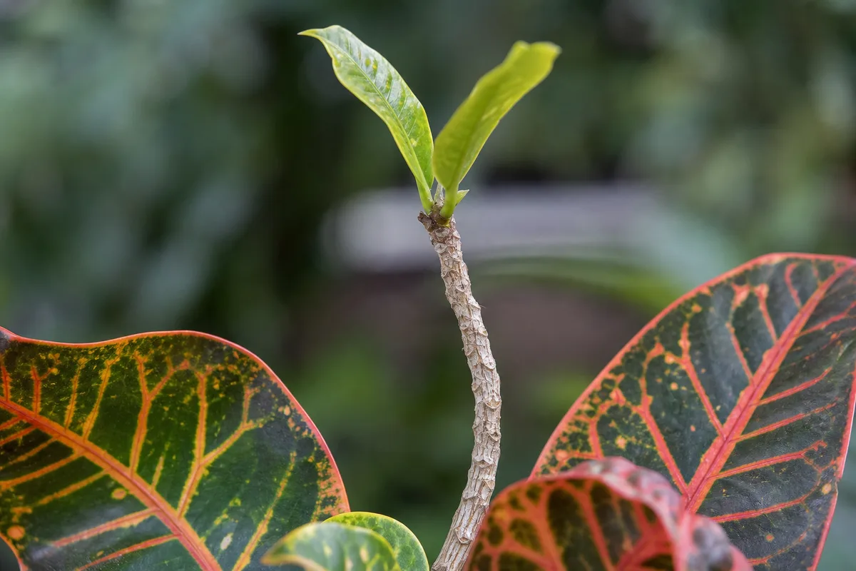 Close-up of Leggy Growth on Croton - diagnostic detail