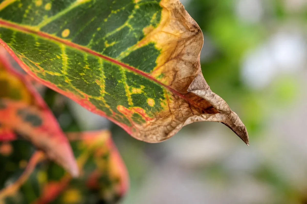 Close-up of low humidity on Croton - brown tan crispy margins on a variegated leaf edge