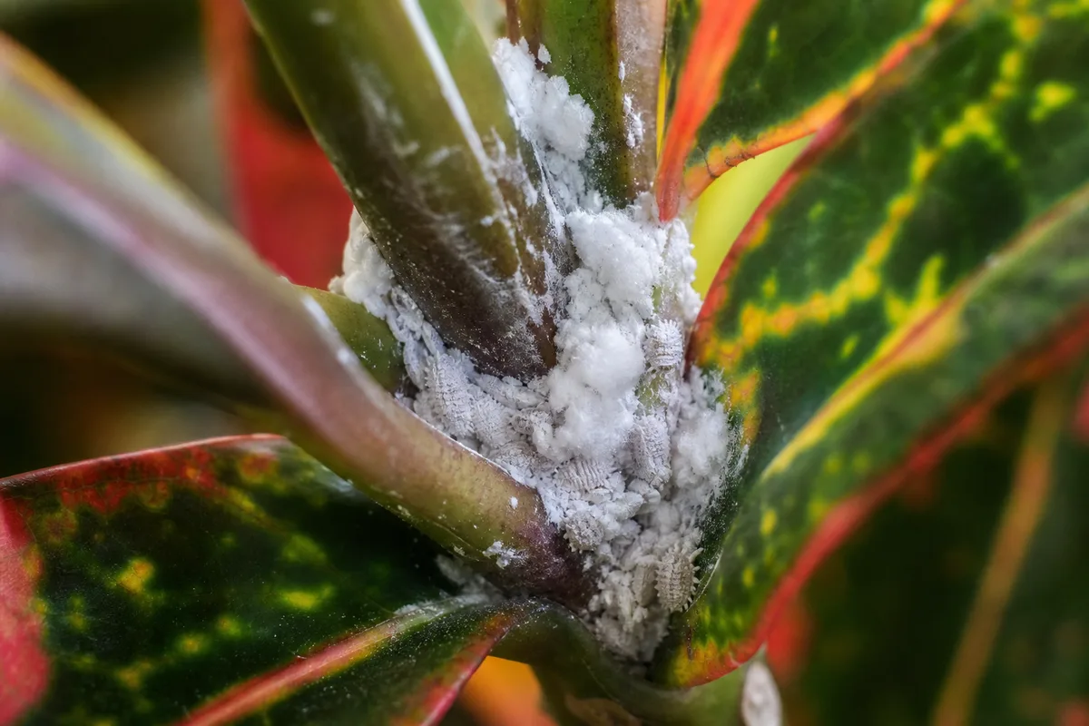 Close-up of mealybugs on Croton - white cottony wax cluster in a leaf axil