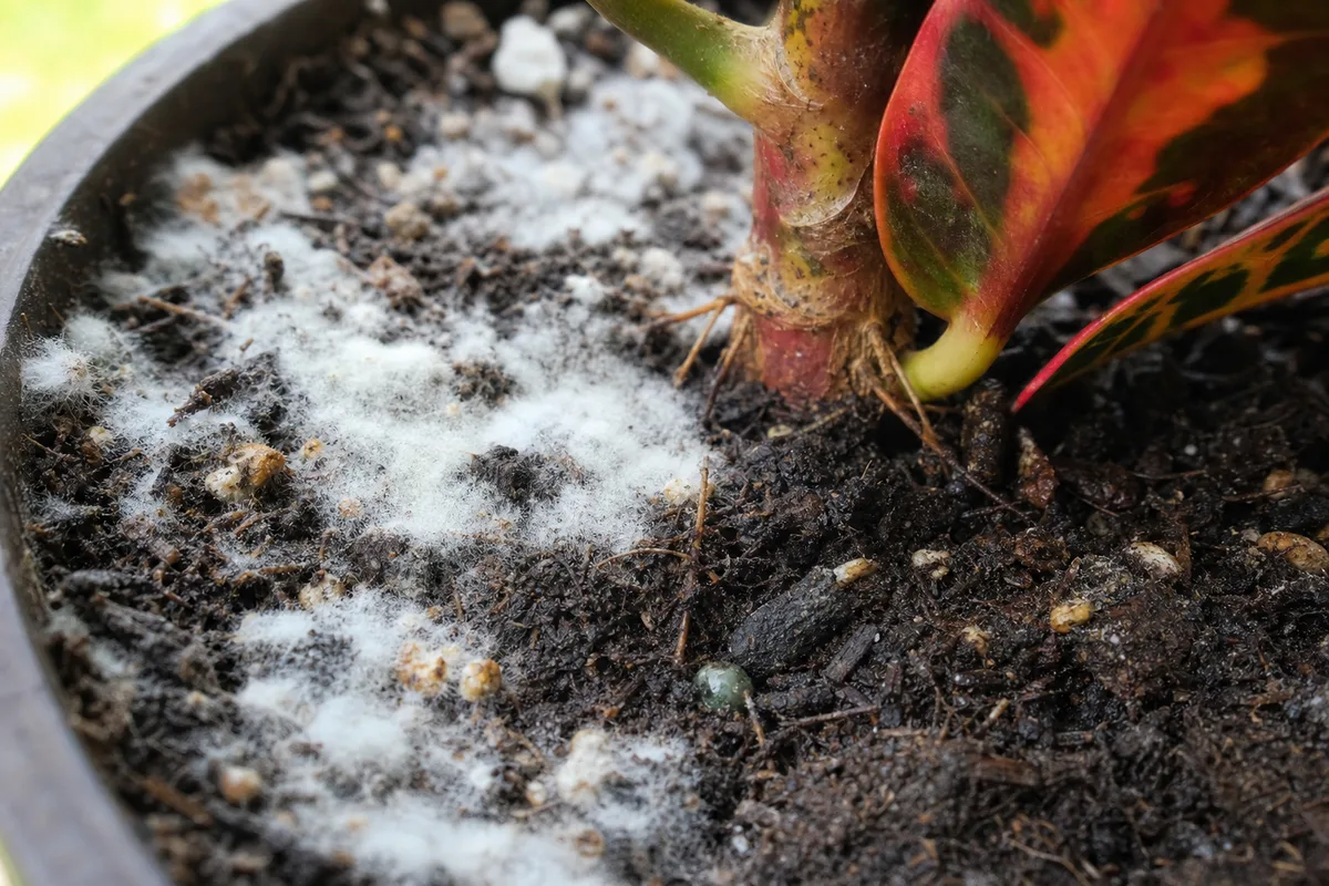 Close-up of Mold on Soil on Croton - diagnostic detail