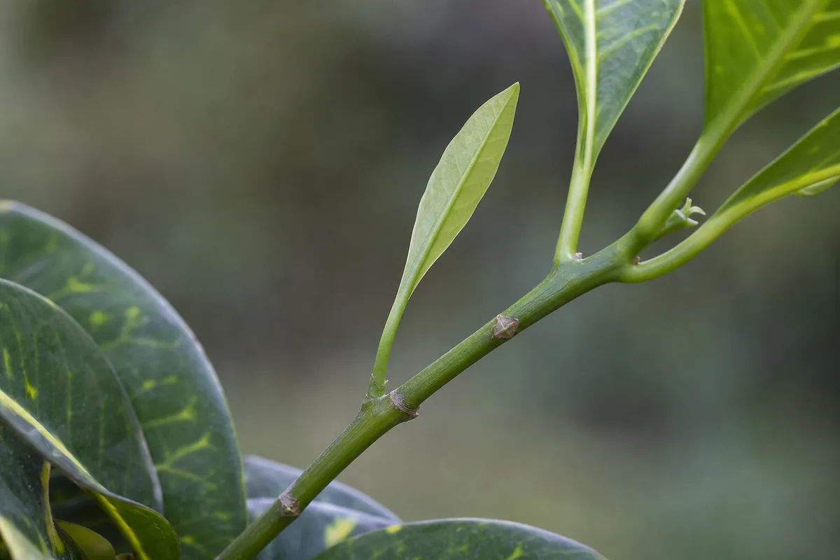 Close-up of not enough light on Croton - elongated internodes and pale green leaves without developing color