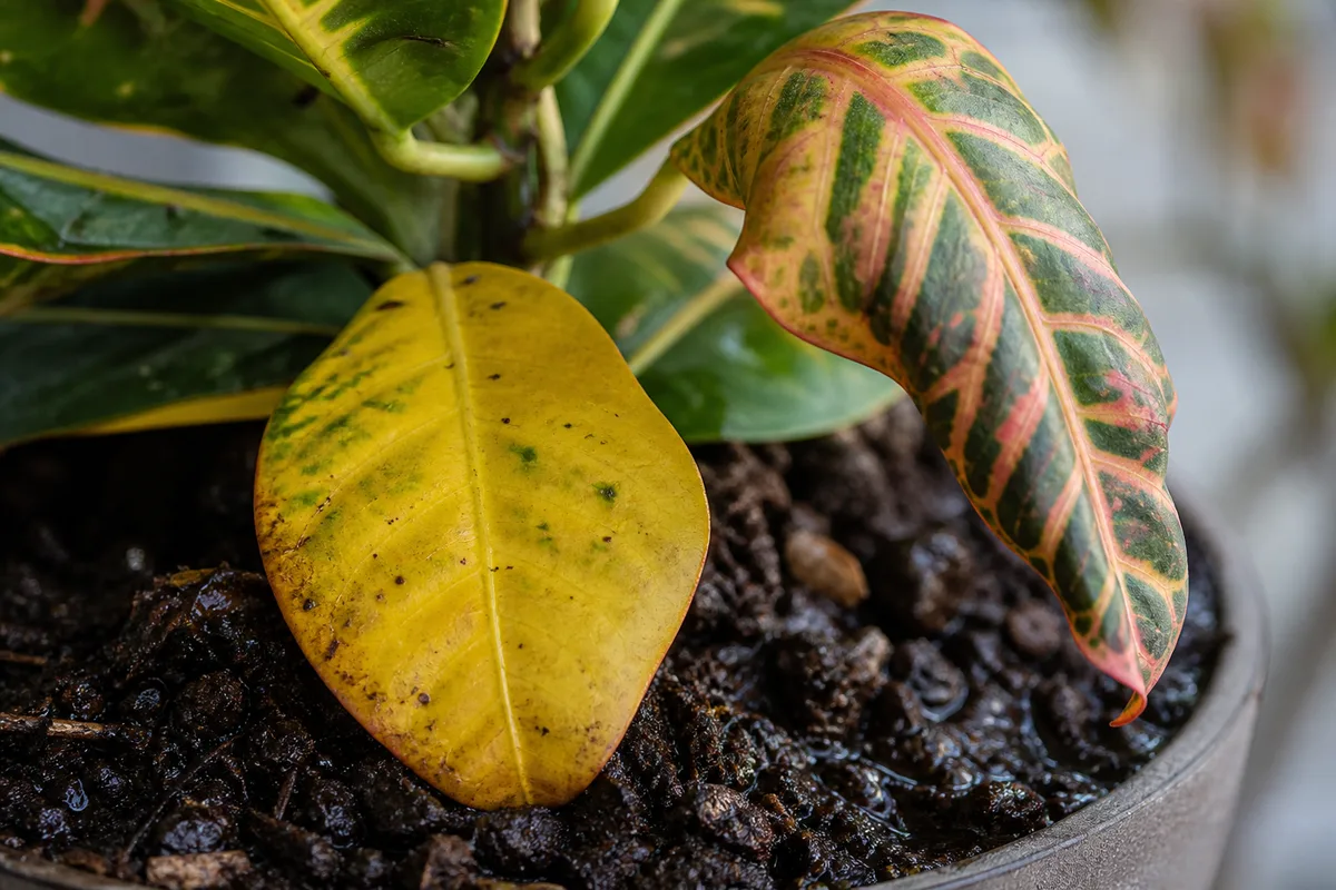Close-up of overwatering on Croton - yellow lower leaf on damp potting mix with limp colorful foliage