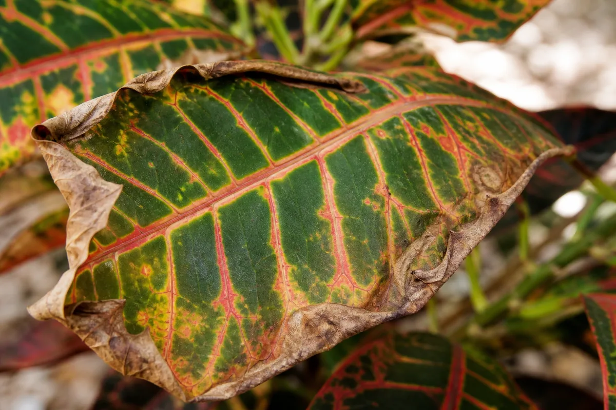 Close-up of Underwatering on Croton - diagnostic detail