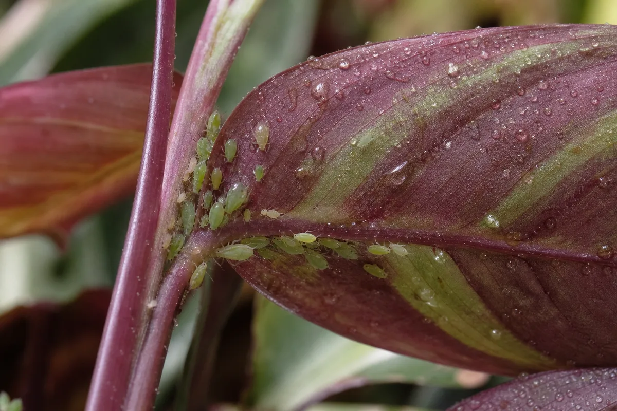 Close-up of Aphids on Ctenanthe - diagnostic detail