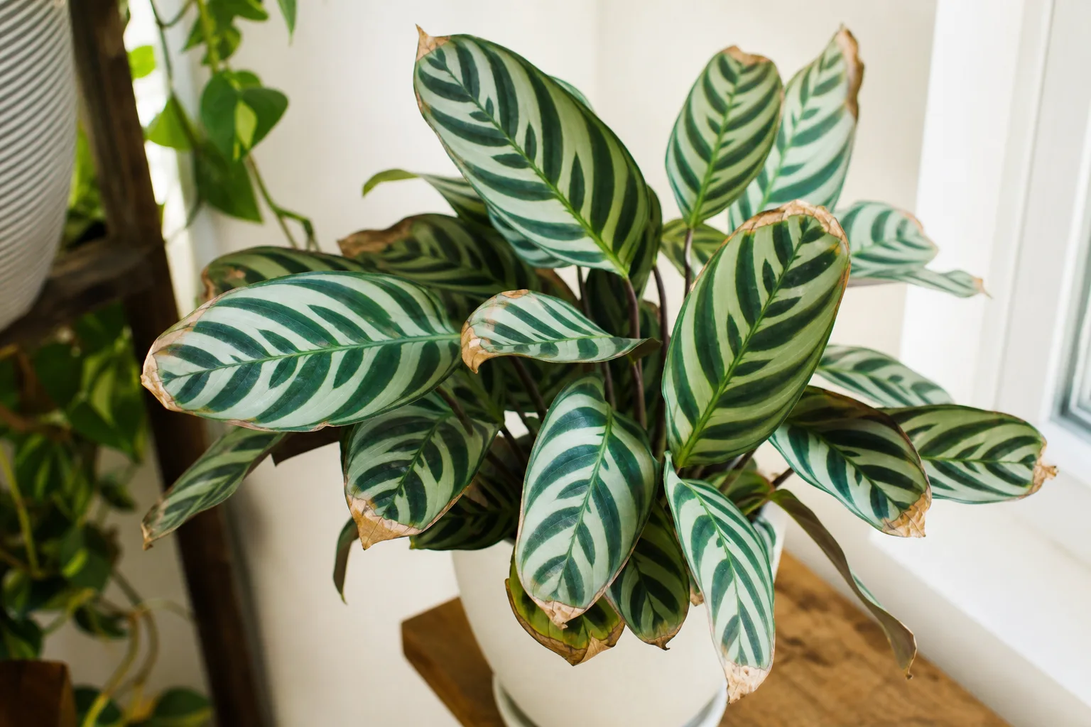 Brown Tips on Ctenanthe - visible symptom on the plant