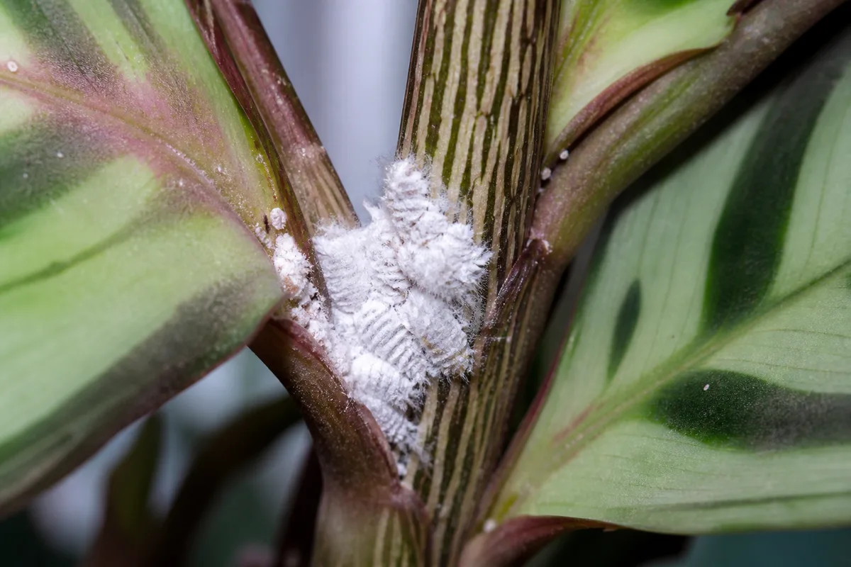 Close-up of Mealybugs on Ctenanthe - diagnostic detail