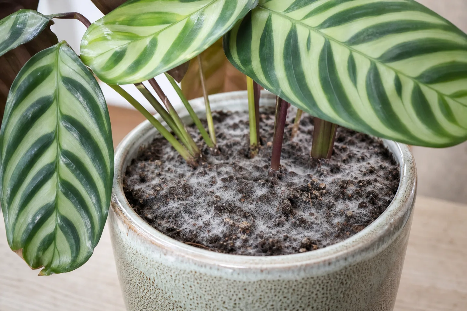 Mold on Soil on Ctenanthe - visible symptom on the plant