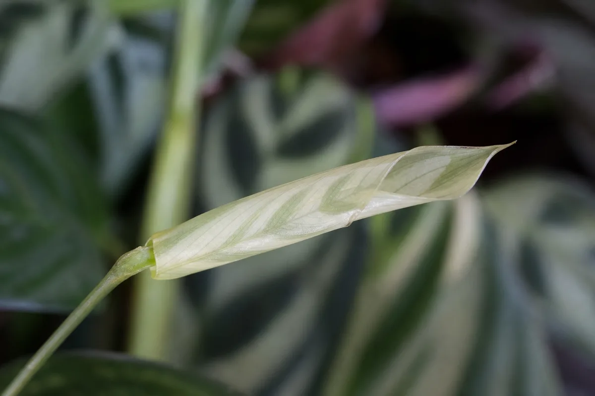 Close-up of Not Enough Light on Ctenanthe - diagnostic detail