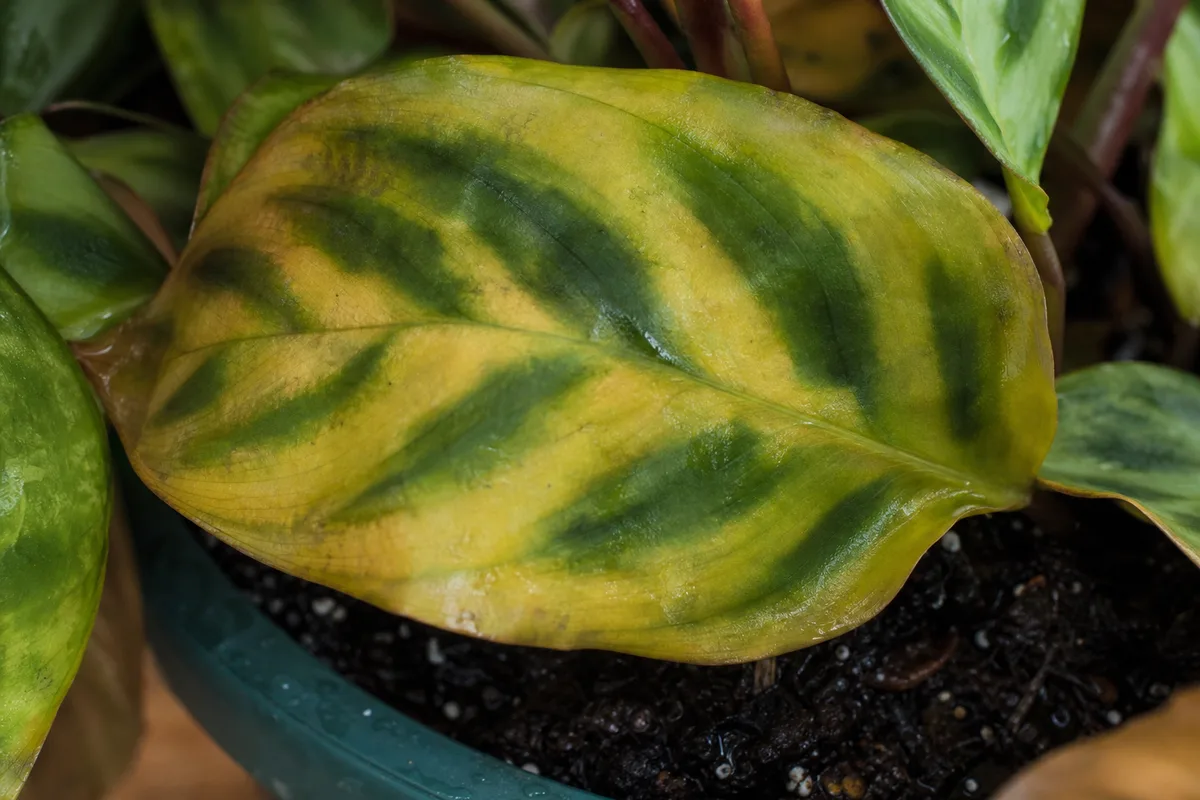 Close-up of Overwatering on Ctenanthe - diagnostic detail
